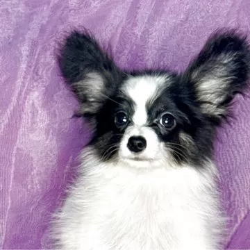 パピヨン様 パピヨン【三重県・男の子・2024年12月29日・ホワイトアンド