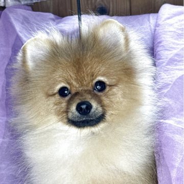 ポメラニアン【三重県・男の子・2025年5月22日・オレンジ】の写真「超優良血統です💖」