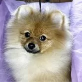 ポメラニアン【三重県・男の子・2025年5月22日・オレンジ】の写真2