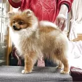 ポメラニアン【三重県・男の子・2025年5月22日・オレンジ】の写真5