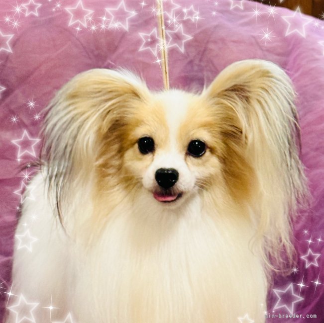 パピヨン【・男の子・2021年9月28日・ホワイト アンド ゴールド】