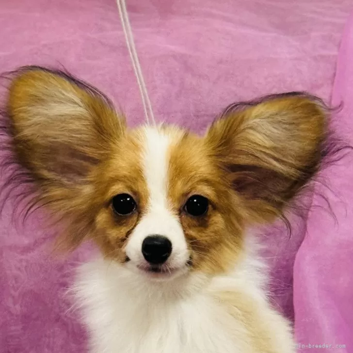 ID：2410-02967の子犬