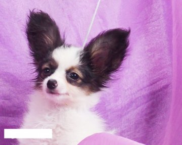 パピヨン【三重県・女の子・2017年6月18日・トライカラー】の写真「★プレミアムパピー★超絶可愛い♩極小パピヨン♩」