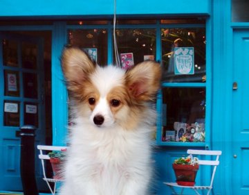 パピヨン【三重県・男の子・2017年1月11日・白茶】の写真「最高血統優しい色合いの白茶の男の子」