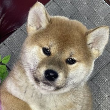 柴犬(標準サイズ)【三重県・男の子・2022年11月22日・赤】の写真「両親共にスーパー血統」