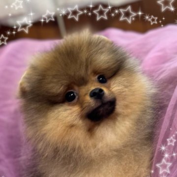 ポメラニアン【三重県・男の子・2024年7月20日・オレンジ】の写真「インターチャンピオンの子です」