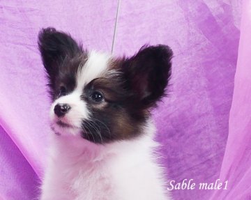 パピヨン【三重県・男の子・2017年7月26日・白茶】の写真「祖母犬現在ＮＯ１目指しています！！」