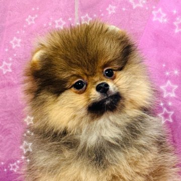ポメラニアン【三重県・女の子・2024年7月20日・オレンジ】の写真「最高級ショークオリティです。」