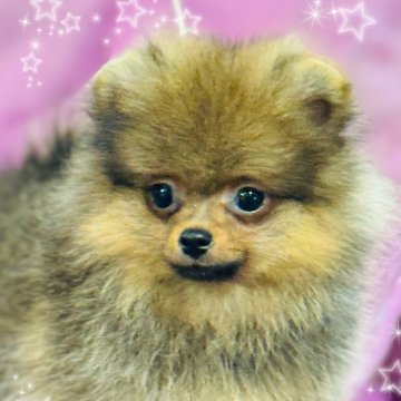 ポメラニアン【三重県・男の子・2024年7月20日・オレンジ】の写真「インターチャンピオンの子です」