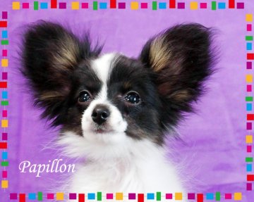 パピヨン【三重県・女の子・2017年7月11日・トライ】の写真「ママはインター&4カ国チャンピオン♪ 極小サイズ」