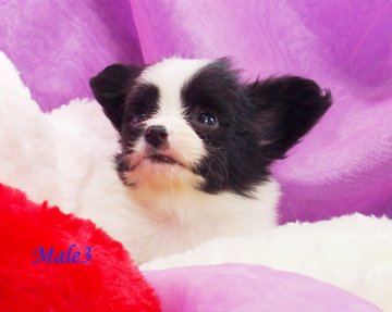 パピヨン【三重県・男の子・2017年7月26日・白黒】の写真「最高級血統パピヨン子犬」