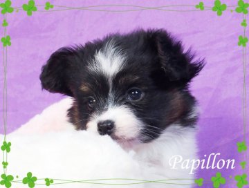 パピヨン【三重県・女の子・2016年11月28日・トライ】の写真「インターナショナルチャンピオンの子犬最高級血統」