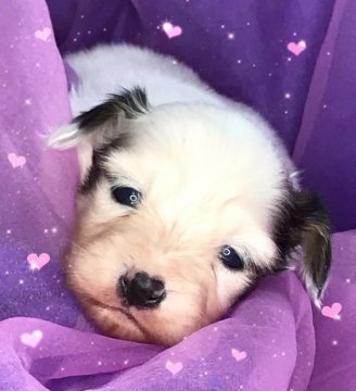 パピヨン【三重県・女の子・2021年1月11日・白茶】の写真「格安でお譲りします」