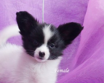 パピヨン【三重県・女の子・2017年7月26日・白黒】の写真「祖母犬現在日本ＮＯ１目指しています！！」