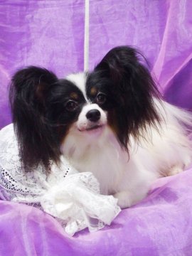 パピヨン【三重県・男の子・2015年11月1日・トライカラー】の写真「すごくエレガントです！！ご予約は早めにお願いします」