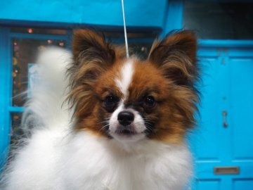 パピヨン【三重県・男の子・2016年11月28日・白茶】の写真「父５カ国以上・インターチャンピオン　母フィリピンチ」