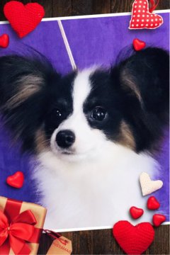 パピヨン【三重県・男の子・2019年2月17日・トライカラー】の写真「上品できれいな男の子です^_^ 性格も優しい子」