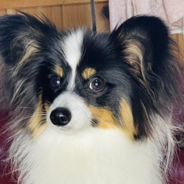 パピヨン【三重県・男の子・2022年8月27日・トライ】の写真「少しサイズが大きくなったのでハウスペッで譲ります。」