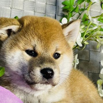柴犬(標準サイズ)【三重県・男の子・2022年11月22日・赤】の写真「お兄ちゃん犬は世界中で活躍の名血統🏆」