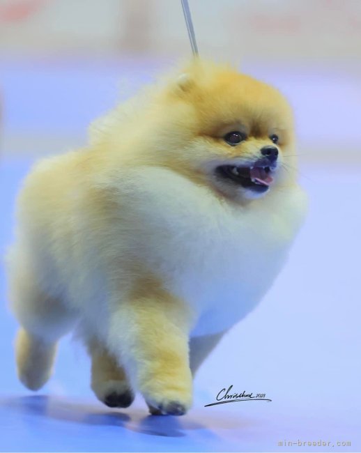 ポメラニアン【・男の子・2021年5月1日・オレンジ】