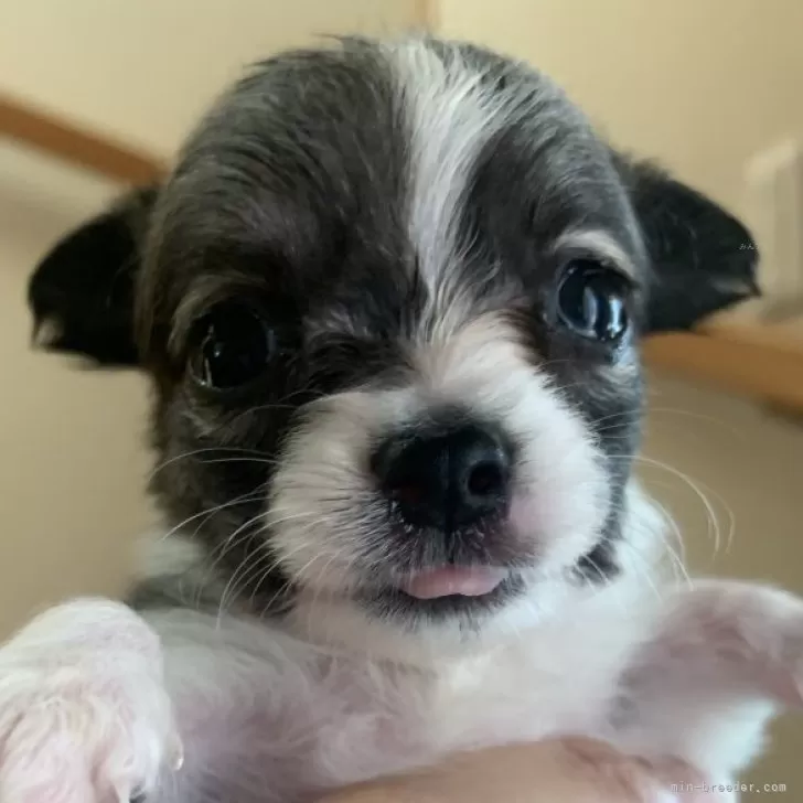 ID:2409-05177の子犬