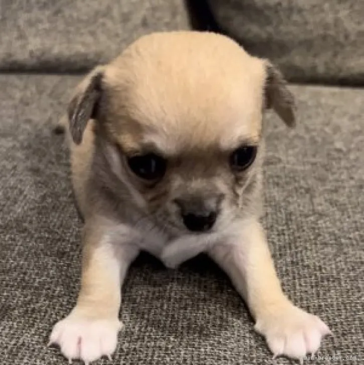 ID:2304-02518の子犬
