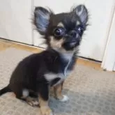 チワワ(ロング)