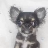 チワワ(ロング)