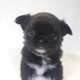 チワワ(ロング)