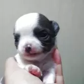 チワワ(ロング)