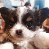 チワワ(ロング)【東京都・男の子・2025年12月21日・ブラックホワイトタン】の写真4