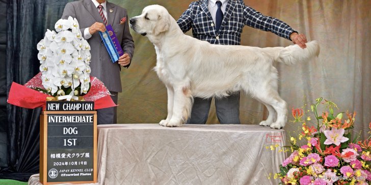 ドッグショーに参加し犬質の向上を目指しています。｜小島　麻希(こじま　まき)ブリーダー(群馬県・トイプードルなど・JKC登録)の紹介写真4