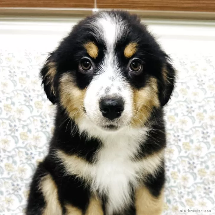 ID：2507-03672の子犬