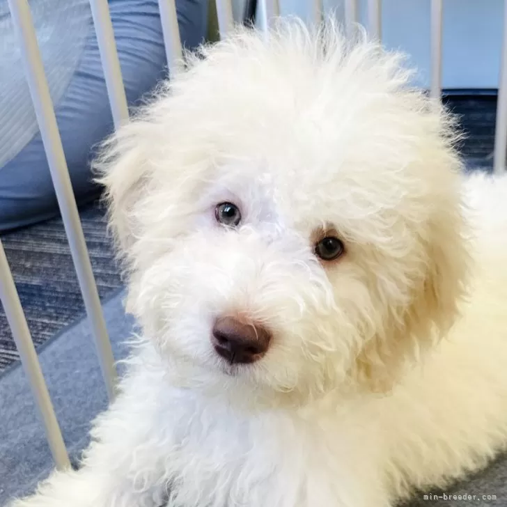 ID：2509-06822の子犬