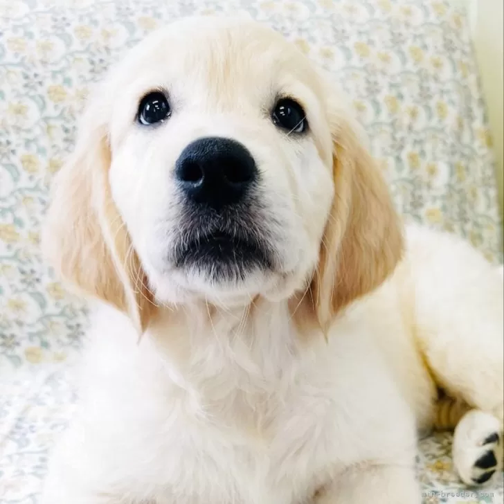 ID:2507-05502の子犬