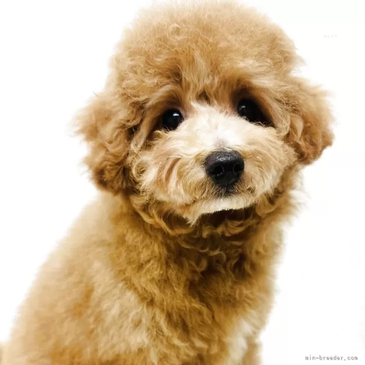 ID：2503-01566の子犬