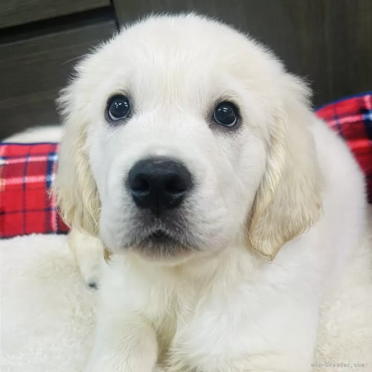 ID：2503-00714の子犬
