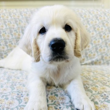 ゴールデンレトリバー【群馬県・女の子・2025年8月23日・クリーム】の写真「両親輸入ヨーロッパ血統、パパJKCチャンピオン🏆」