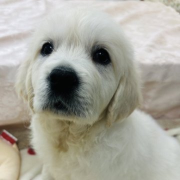 ゴールデンレトリバー【群馬県・女の子・2024年12月31日・クリーム】の写真「両親犬ヨーロッパ外産CH♡イギリス系❤︎」