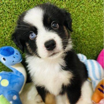 ミニチュア・アメリカン・シェパード【群馬県・女の子・2025年6月19日・トライカラー】の写真「珍しい犬種！両親犬外産🌍お盆休みに見学お迎え可」
