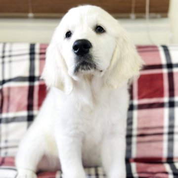 ゴールデンレトリバー【群馬県・男の子・2025年8月23日・クリーム】の写真「両親ヨーロッパ血統外産、パパJKCチャンピオン🏆」