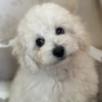 トイプードル(トイ)【群馬県・男の子・2024年9月13日・ホワイト】の写真「お目目ぱっちりの可愛い男の子！」