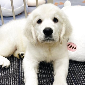 ゴールデンレトリバー【群馬県・男の子・2025年8月23日・クリーム】の写真「両親ヨーロッパ血統、父親JKCチャンピオン🏆」