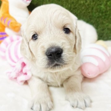 ゴールデンレトリバー【群馬県・女の子・2025年6月20日・クリーム】の写真「両親ともにヨーロッパ輸入のチャンピオン犬✈️🏆」
