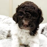 ロマーニャ・ウォーター・ドッグ