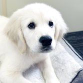 ゴールデンレトリバー