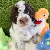 ロマーニャ・ウォーター・ドッグ