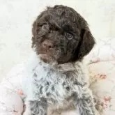 ロマーニャ・ウォーター・ドッグ【群馬県・女の子・2025年10月29日・ブラウンローン】の写真2