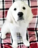 ゴールデンレトリバー【群馬県・男の子・2025年8月23日・クリーム】の写真3「性格はのんびり優しい子です」