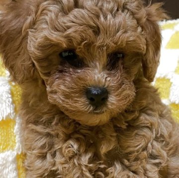 トイプードル(トイ)のレッド系の子犬を探す|ブリーダー直販の トイプードル(トイ)のレッド系の子犬を探す|ブリーダー直販の